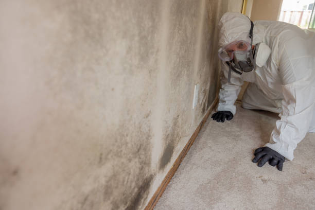 Reliable Altamont, IL Mold Removal & Remediation Solutions